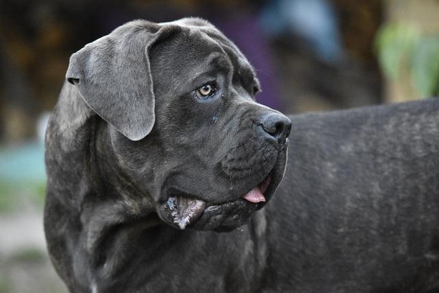 کِین کورسو (Cane Corso)
